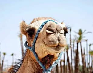 berber-costume-camel-ride