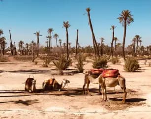 camel-caravan-marrakech