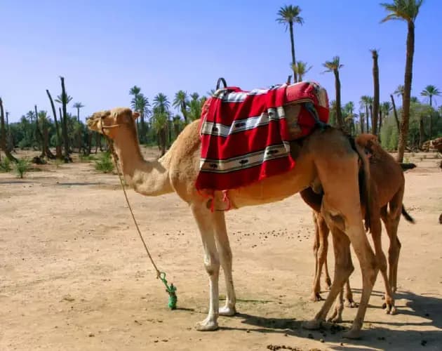 camel-ride-palmeraie