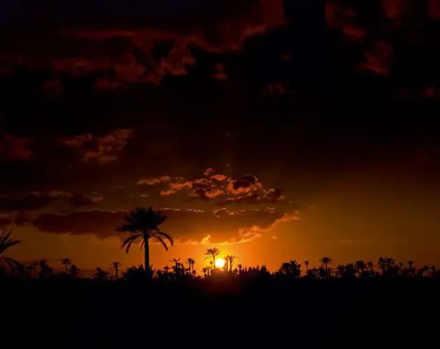 palmeraie-palm-grove-marrakech