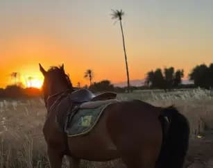 sunset-horseback-ride-palmeraie
